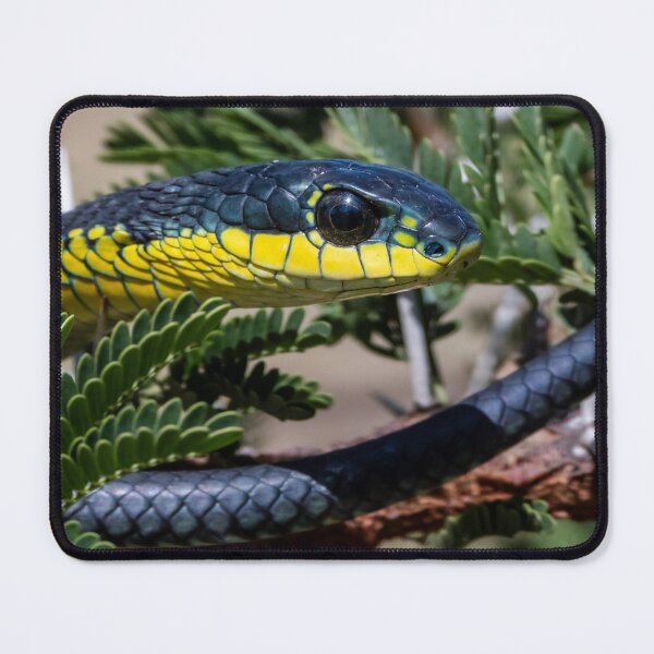 Item preview, Boomslang (Dispholidus typus) designed and sold by Pixel Press Prints.