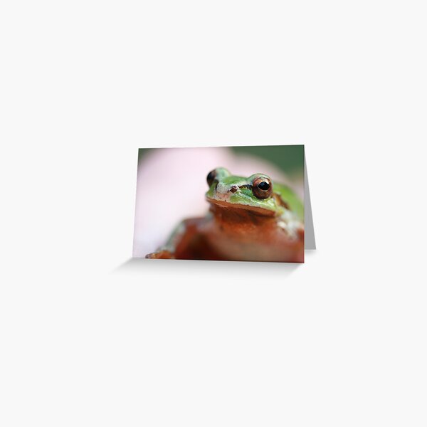 Pacific Tree Frog Greeting Card