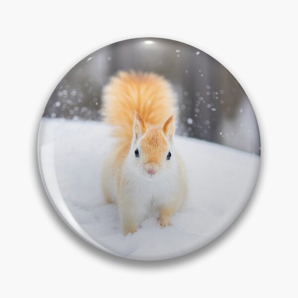 Item preview, White Leucistic Red Squirrel in the Snow designed and sold by James Cumming.