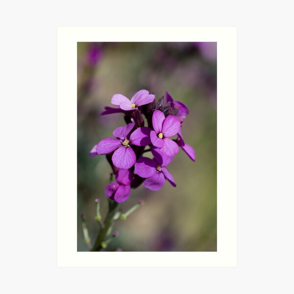 Purple Art Print