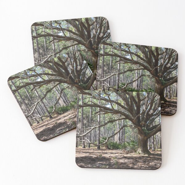 Item preview, Mature Tree at Split Oak, Orlando, Florida designed and sold by jrtwynam.