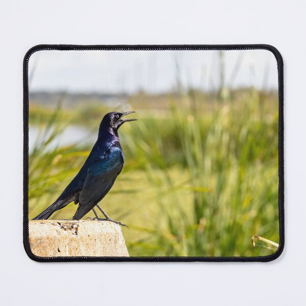 Item preview, Crow Chirping at Lake Apopka, Orlando, Florida designed and sold by jrtwynam.