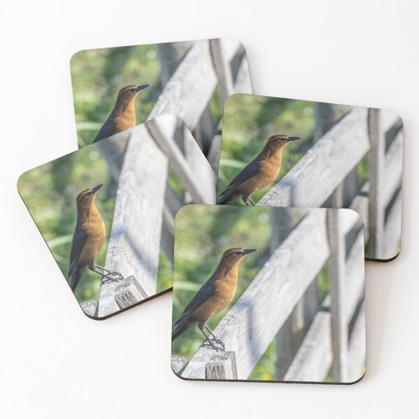 Item preview, Red Robin Perched on a Fence, Lake Apopka, Florida designed and sold by jrtwynam.
