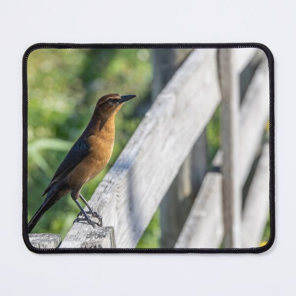 Item preview, Red Robin Perched on a Fence, Lake Apopka, Florida designed and sold by jrtwynam.