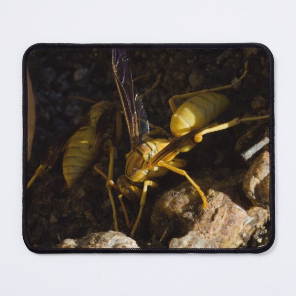 Item preview, 586 Yellow Paper Wasps Polistes versicolor designed and sold by ptosis.