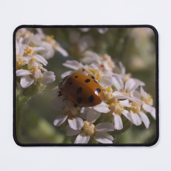 Item preview, 595 Ladybug on white flowers designed and sold by ptosis.