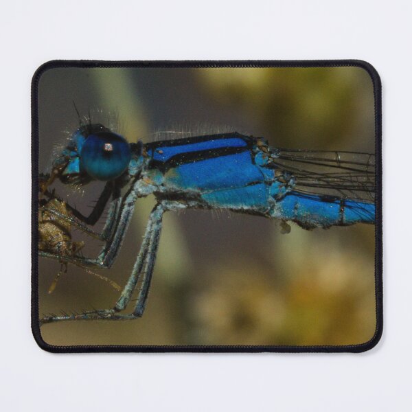 Item preview, 603 Familiar Bluet Familiar Bluet Enallagma civile eating a fly designed and sold by ptosis.