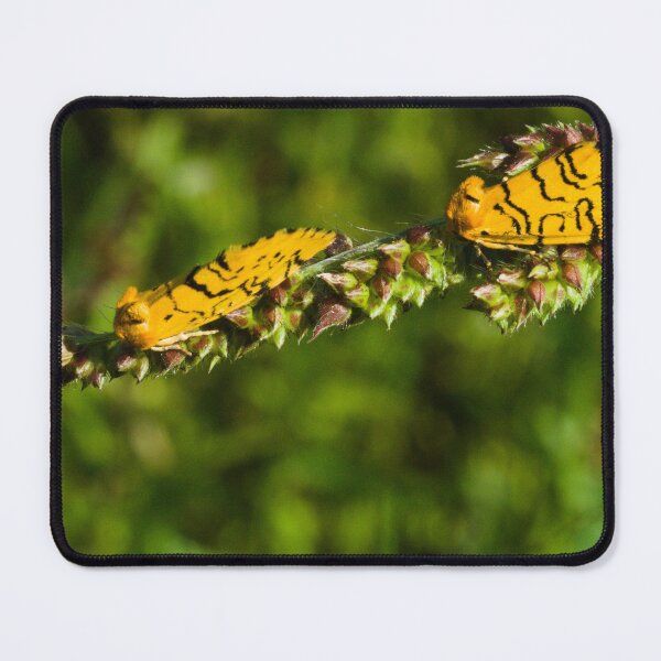 Item preview, 604 Bright Yellow Moth with black stripes designed and sold by ptosis.