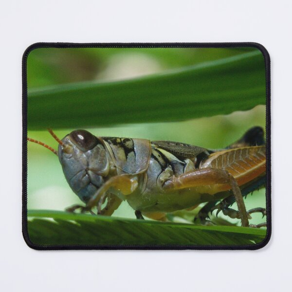 Item preview, 605 Lakin Grasshopper Melanoplus lakinus designed and sold by ptosis.