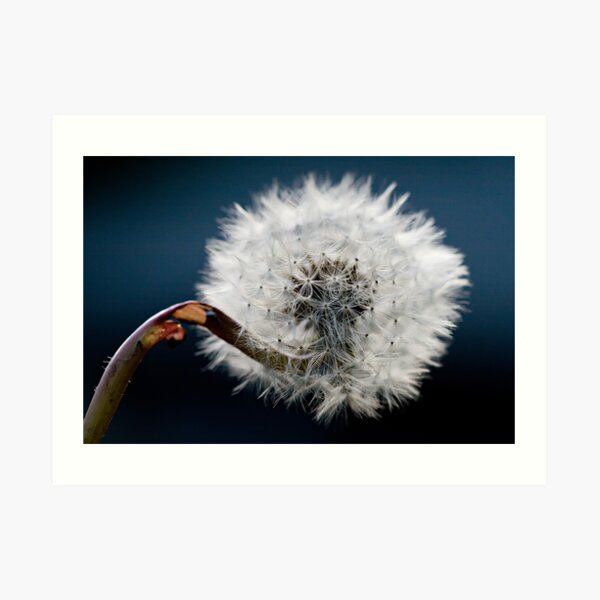 Make a wish Art Print