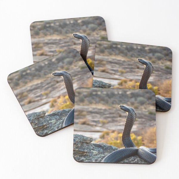 Item preview, Black Spitting Cobra (Naja nigricincta woodi) designed and sold by Pixel Press Prints.