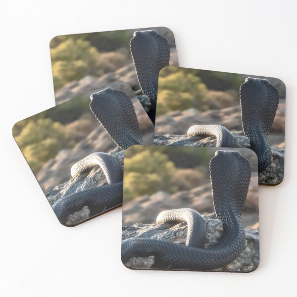 Item preview, Black Spitting Cobra (Naja nigricincta woodi) designed and sold by Pixel Press Prints.