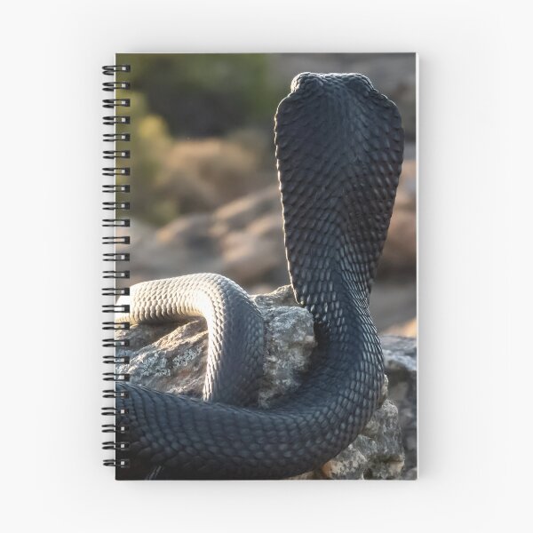 Artikelvorschau, Schwarze Speikobra (Naja nigricincta woodi) entworfen und verkauft von Pixel Press Prints.