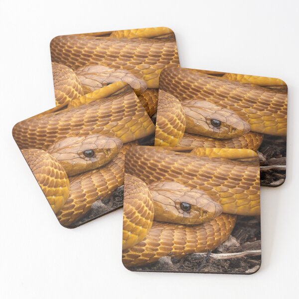 Item preview, Cape Cobra (Naja nivea) designed and sold by Pixel Press Prints.