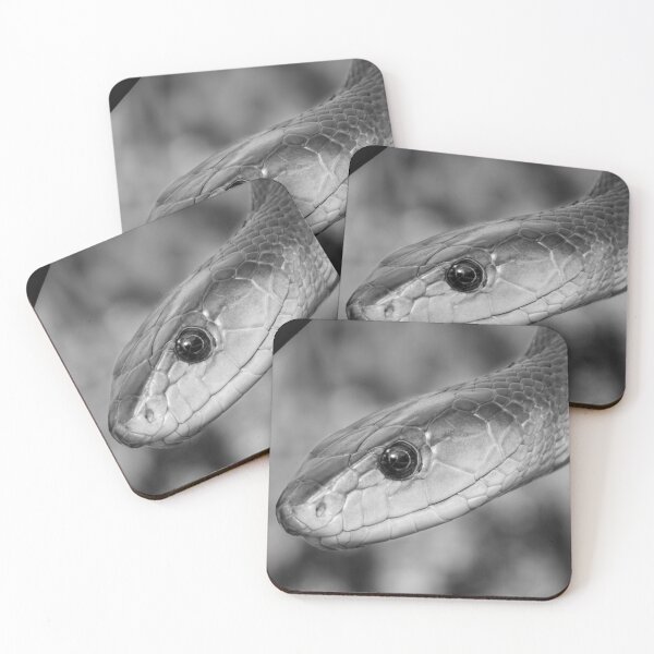 Aperçu de l'œuvre Mamba noir (Dendroaspis polylepis) créée et vendue par Pixel Press Prints.