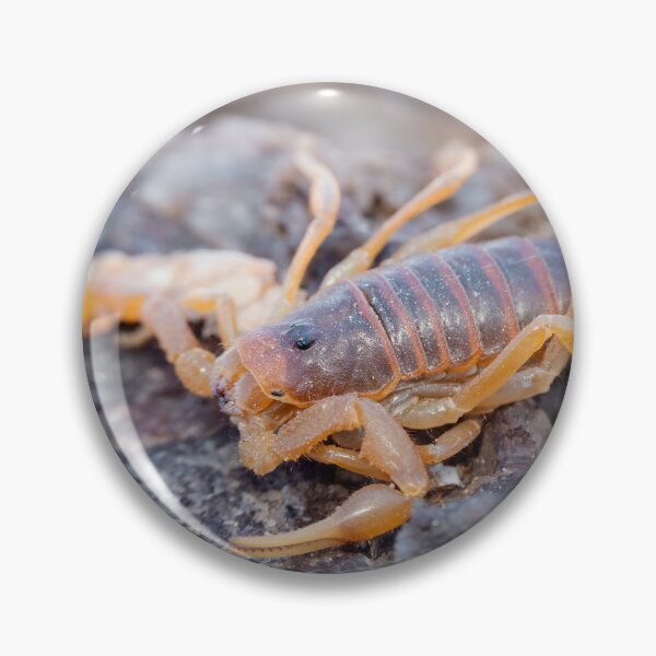 Item preview, Parabuthus Scorpion designed and sold by Pixel Press Prints.