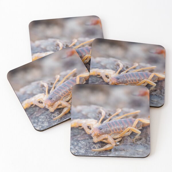 Item preview, Parabuthus Scorpion designed and sold by Pixel Press Prints.