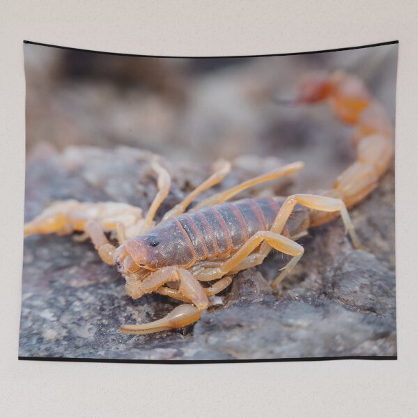 Item preview, Parabuthus Scorpion designed and sold by Pixel Press Prints.
