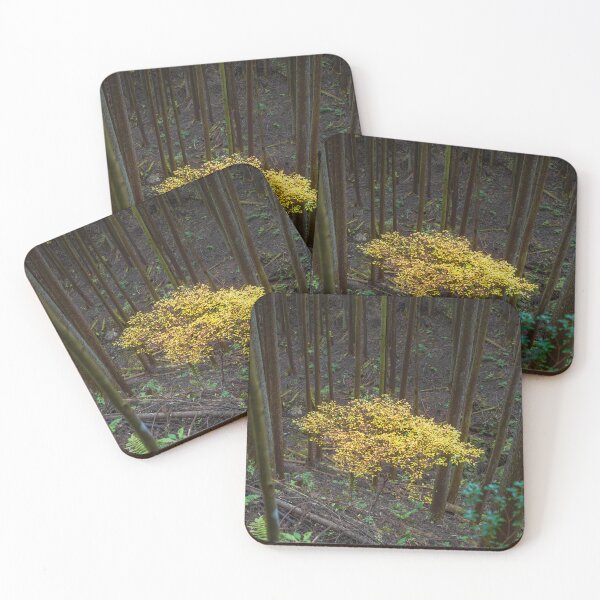 Item preview, Japanese Beech on Toke Trail Mountain Path designed and sold by Pix4Japan.