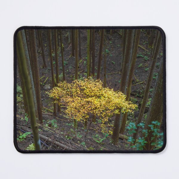 Item preview, Japanese Beech on Toke Trail Mountain Path designed and sold by Pix4Japan.