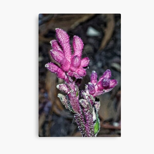 Item preview, Kangaroo Paw going magenta Leith Park Victoria 20180328 2380  designed and sold by Fred Mitchell.