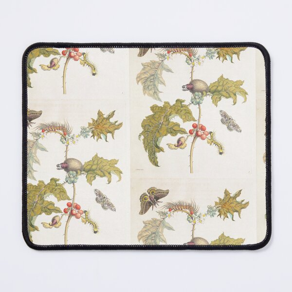 Item preview, Coconilla with Silk Moth and Molippa Nibasa Moth Maria Sibylla Merian designed and sold by TeeARTHY.
