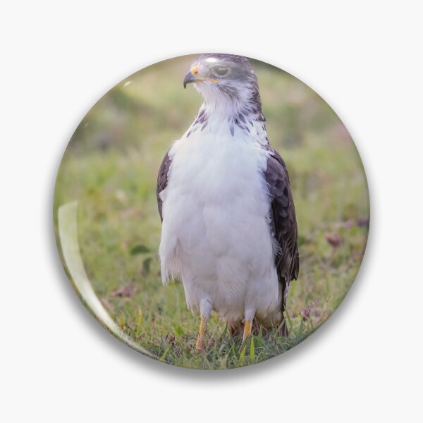Item preview, Augur Buzzard Tanzania Africa designed and sold by PhotoArt by Joan Carroll.