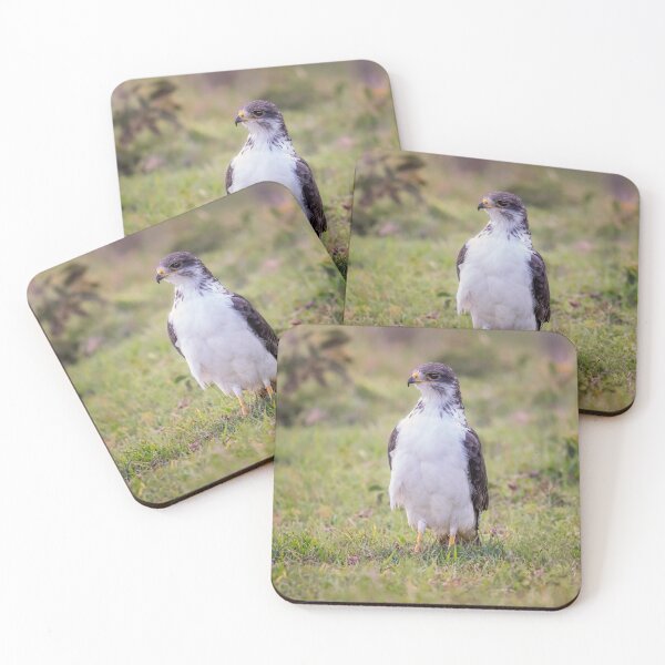 Item preview, Augur Buzzard Tanzania Africa designed and sold by PhotoArt by Joan Carroll.