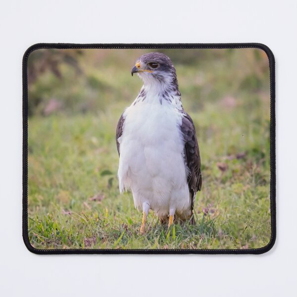 Item preview, Augur Buzzard Tanzania Africa designed and sold by PhotoArt by Joan Carroll.