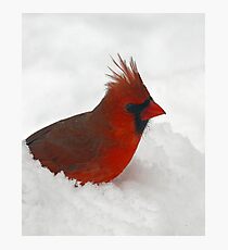 Cardinal Photographic Print