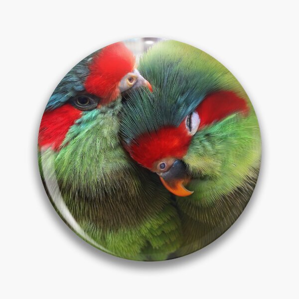 Item preview, Musked Lorikeets designed and sold by pawprintz.