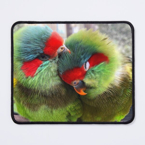 Item preview, Musked Lorikeets designed and sold by pawprintz.