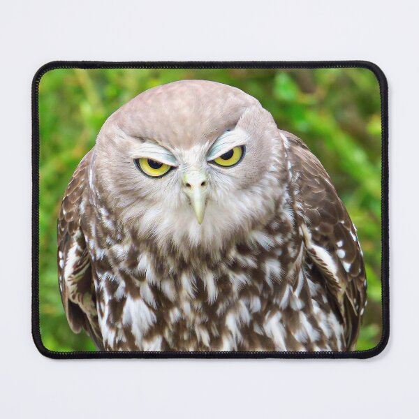 Item preview, Owl frowning designed and sold by pawprintz.