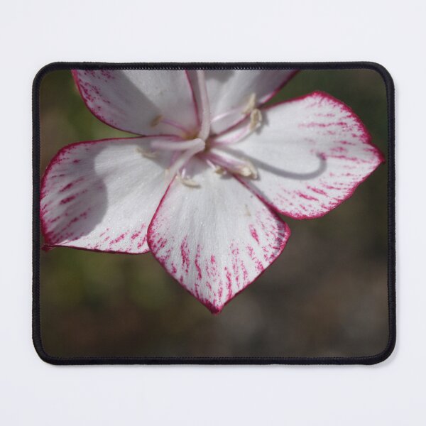 Item preview, Single carnation designed and sold by CapturedByKate.