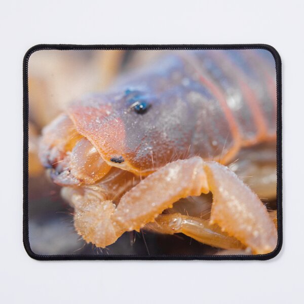 Item preview, Desert Wanderer: Scorpion Macro designed and sold by Pixel Press Prints.