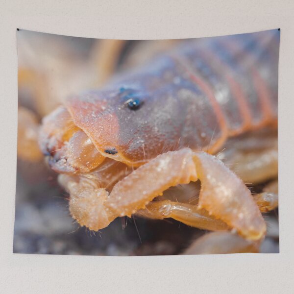 Item preview, Desert Wanderer: Scorpion Macro designed and sold by Pixel Press Prints.
