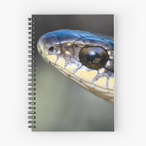 Item preview, Boomslang (Dispholidus typus) designed and sold by Pixel Press Prints.