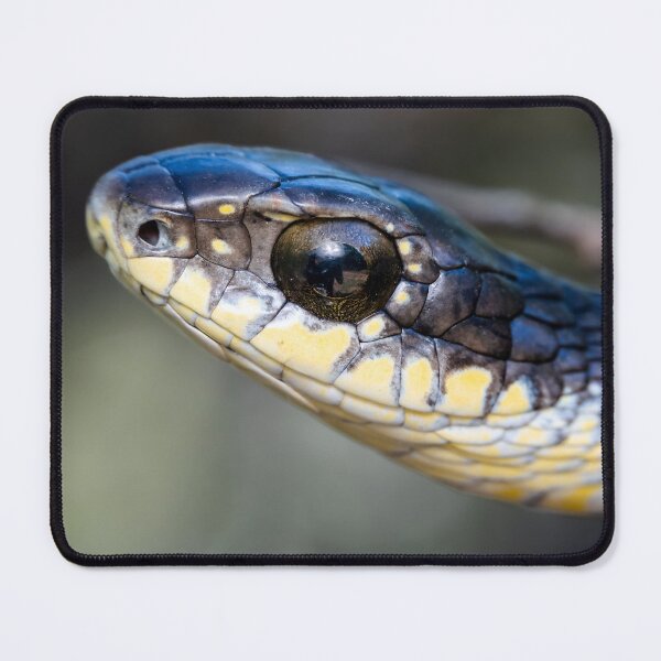 Item preview, Boomslang (Dispholidus typus) designed and sold by Pixel Press Prints.