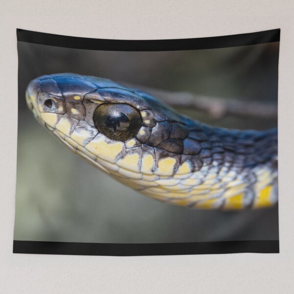 Item preview, Boomslang (Dispholidus typus) designed and sold by Pixel Press Prints.