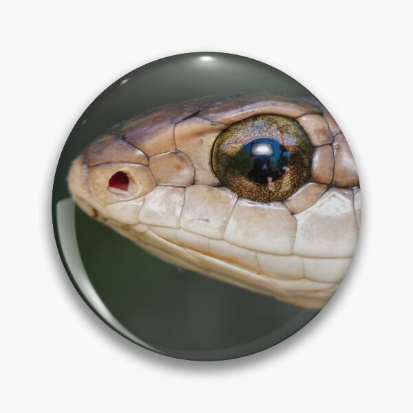 Item preview, Boomslang (Dispholidus typus) designed and sold by Pixel Press Prints.