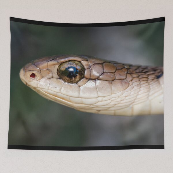 Item preview, Boomslang (Dispholidus typus) designed and sold by Pixel Press Prints.