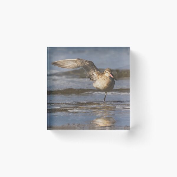 Item preview, Balancing Bartailed Godwit designed and sold by DVart-nz.
