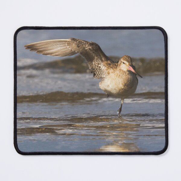 Item preview, Balancing Bartailed Godwit designed and sold by DVart-nz.