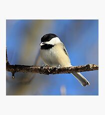 Chickadee Photographic Print
