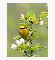 Blue winged warbler Photographic Print