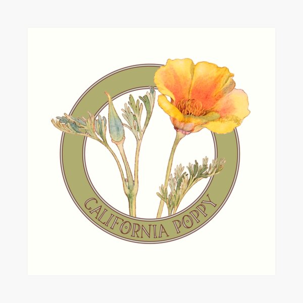 California Poppy Art Print