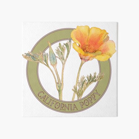 California Poppy Art Board Print