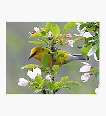 Blue winged Warbler Photographic Print