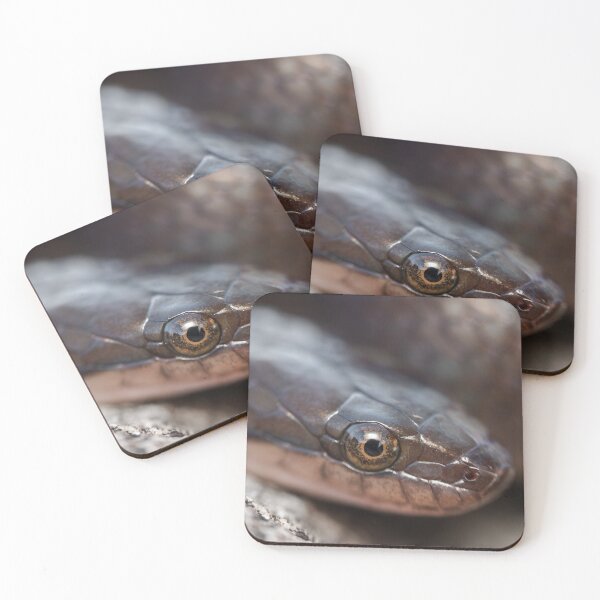 Item preview, Brown Water Snake (Lycodonomorphus rufulus) designed and sold by Pixel Press Prints.