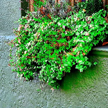 Artwork thumbnail, Window Box by ontological